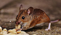 general-pest-control Experts in Mount Clare